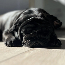 Instagram de @Pepuchi_Pug. Marketing, Social Media, Digital Marketing, Instagram, Content Marketing, Communication, Instagram Marketing, Br, and Strateg project by Jordi Farreras - 04.02.2023