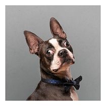 Atos es un Boston Terrier curioso. Un projet de Photographie, Photographie de portrait, Photographie de studio, Photographie documentaire, Retouche photographique, Photographie numérique , et Photographie publicitaire de Santiago Flórez - 28.02.2023