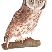 Mi proyecto del curso: Ilustración naturalista de aves con acuarela. Ilustração tradicional, Pintura em aquarela, Desenho realista e Ilustração naturalista projeto de danielazambranoalvarez - 01.06.2021