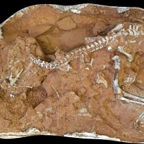 Fossil Trafficking: an urgent for Brazillian science. Un progetto di Marketing, Marketing digitale, Mobile marketing, Content marketing, Growth Marketing e SEO di kimkakeya_1746535598 - 05.04.2023