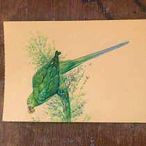 My project for course: Naturalist Bird Illustration with Watercolors. Ilustração tradicional, Pintura em aquarela, Desenho realista e Ilustração naturalista projeto de rashmimunje - 01.04.2023