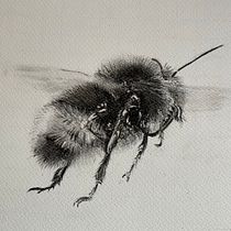 My project for course: Illustrating the Natural World with Watercolor and Charcoal. Traditional illustration, Painting, and Naturalistic Illustration project by Denise Sullivan - 04.06.2023
