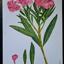 Mi proyecto del curso: Acuarela botánica: ilustra la anatomía de las flores. Un progetto di Illustrazione tradizionale, Belle arti, Pittura, Disegno, Pittura ad acquerello e Illustrazione botanica di maldonadocristina - 04.04.2023