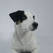 Mi proyecto del curso: Introducción a la fotografía de perros. Un projet de Photographie, Photographie de portrait, Photographie de studio, Photographie documentaire, Photographie lifest, le , et Photographie intérieure de Liliana Yunuen Sanchez Maldonado - 08.04.2023