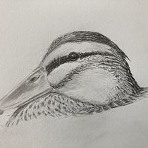 My project for course: Naturalistic Animal Drawing with Graphite Pencil. Ilustração tradicional, Desenho a lápis, Desenho e Ilustração naturalista projeto de Chris Taylor - 07.04.2023
