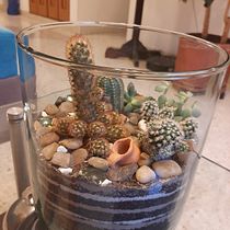 Mi proyecto del curso: Arte vegetal: crea tu propio terrario abierto. Interior Design, L, scape Architecture, Decoration, DIY, Floral, and Plant Design project by angelasa20 - 04.11.2023
