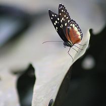 Quindío, Colombia - Tierra Mágica . Fotografie, Fotografie în aer liber și Fotografii de stil de viață de Sergio Nicolás Pedraza Bayona - 02.19.2023