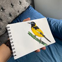 ilustración de aves. Traditional illustration, Watercolor Painting, Realistic Drawing, and Naturalistic Illustration project by Oscar David Jimenez - 04.19.2023
