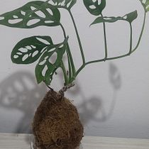 Mi proyecto del curso: Kokedamas: crea macetas naturales de musgo. Arts, Crafts, Interior Design, L, scape Architecture, Decoration, DIY, Floral, and Plant Design project by consultoriopami20 - 04.22.2023
