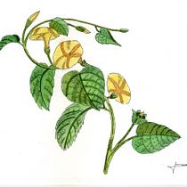 Mi proyecto del curso: Ilustración de la naturaleza con acuarela y plumilla. Traditional illustration, Fine Arts, Painting, Drawing, Watercolor Painting, and Botanical Illustration project by Jor Sassera - 04.24.2023