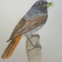Mein Abschlussprojekt für den Kurs: Naturalistische Aquarellillustration von Vögeln. Ilustração tradicional, Pintura em aquarela, Desenho realista e Ilustração naturalista projeto de moky_76 - 26.04.2023