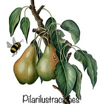 Mi proyecto del curso: Ilustración botánica realista: conecta con la naturaleza. Un proyecto de Pintura, Pintura a la acuarela, Ilustración botánica e Ilustración naturalista				 de Pili Guardiola - 25.04.2023