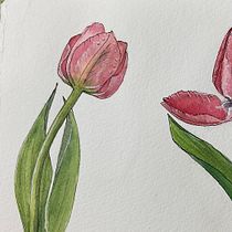 Tulip study over several days: Botanical Sketchbooking: A Meditative Approach. Ilustração tradicional, Esboçado, Desenho, Pintura em aquarela, Ilustração botânica, e Sketchbook projeto de betterlatethannever - 28.04.2023