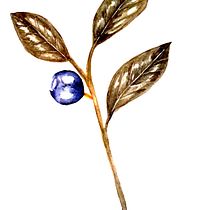 My project for course: Botanical Illustration with Watercolors. Traditional illustration, Fine Arts, Painting, Drawing, Watercolor Painting, and Botanical Illustration project by andreeacalin - 04.28.2023