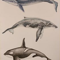 Il mio progetto del corso: Tecniche di illustrazione naturalistica: balene ad acquerello. Un progetto di Belle arti, Pittura, Pittura ad acquerello e Illustrazione naturalistica di supersilvia74 - 28.04.2023