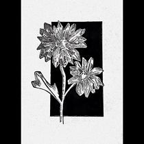 Fujiko Rose - Project. Un projet de Illustration traditionnelle, Dessin artistique, Illustration botanique et Illustration à l'encre de Nura Osman - 15.04.2023