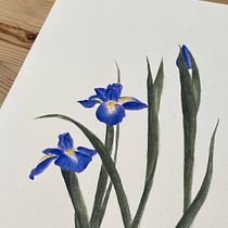 My project for course: Botanical Watercolor: Illustrate the Anatomy of Flowers. Un progetto di Illustrazione tradizionale, Belle arti, Pittura, Disegno, Pittura ad acquerello e Illustrazione botanica di Laila Sarhan - 06.05.2023