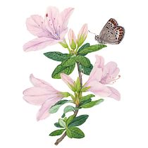 My project for course: Naturalistic Illustration in Watercolor and Gouache. Fine Arts, Painting, Watercolor Painting, Botanical Illustration, Naturalistic Illustration, and Gouache Painting project by Siva Xu - 05.10.2023