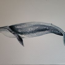 Mi proyecto del curso: Técnicas de ilustración naturalista: ballenas en acuarela. Un progetto di Belle arti, Pittura, Pittura ad acquerello e Illustrazione naturalistica di elvayg - 13.05.2023
