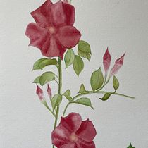 My project for course: Botanical Watercolor: Illustrate the Anatomy of Flowers. Un progetto di Illustrazione tradizionale, Belle arti, Pittura, Disegno, Pittura ad acquerello e Illustrazione botanica di richard.nind - 13.05.2023