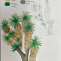Mi proyecto del curso: Cuaderno botánico en acuarela. Projekt z dziedziny Trad, c, jna ilustracja, Malowanie akwarelą, R, sunek botaniczn i Sketchbook użytkownika Emilia Hernandez Ocadiz - 15.05.2023