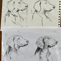 My project for course: Animal Illustration with Charcoal and Ink. Artes plásticas, Desenho, Ilustração com tinta e Ilustração naturalista projeto de gill_19 - 16.05.2023