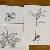 My project for course: Botanical Illustration: From Notebook to Print. Traditional illustration, Sketching, Drawing, Botanical Illustration, Sketchbook & Ink Illustration project by lizscott08 - 05.19.2023