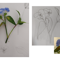Meu projeto do curso: Aquarela botânica: ilustre a anatomia das flores. Un progetto di Illustrazione tradizionale, Belle arti, Pittura, Disegno, Pittura ad acquerello e Illustrazione botanica di Thaissa Nobre - 19.05.2023