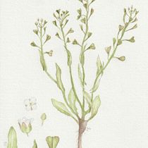 My project for course: Botanical Watercolor: Illustrate the Anatomy of Flowers. Un progetto di Illustrazione tradizionale, Belle arti, Pittura, Disegno, Pittura ad acquerello e Illustrazione botanica di marrethalita - 23.05.2023