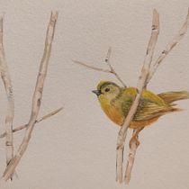 Mi proyecto del curso: Acuarela de naturaleza: ilustra en negativo y positivo. Traditional illustration, Fine Arts, Painting, Drawing, Watercolor Painting, Botanical Illustration, and Naturalistic Illustration project by verosfera - 05.26.2023
