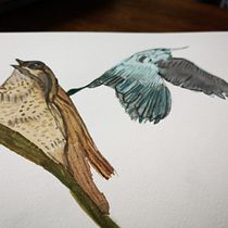 My project for course: Artistic Watercolor Techniques for Illustrating Birds. Traditional illustration, Watercolor Painting, Realistic Drawing, and Naturalistic Illustration project by stephen booth - 05.28.2023