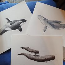 Il mio progetto del corso: Tecniche di illustrazione naturalistica: balene ad acquerello. Un progetto di Belle arti, Pittura, Pittura ad acquerello e Illustrazione naturalistica di Serena Cattaneo - 29.05.2023