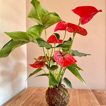 Meu projeto do curso: Kokedama: crie vasos naturais de musgo. Arts, Crafts, Interior Design, L, scape Architecture, Decoration, DIY, Floral, and Plant Design project by Sol Sotille - 05.30.2023