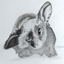Mi proyecto del curso: Dibujo naturalista de animales con grafito. Ilustração tradicional, Desenho a lápis, Desenho e Ilustração naturalista projeto de sandra avendaño - 31.05.2023