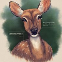 Chital Deer, Procreate. Un proyecto de Ilustración tradicional, Ilustración digital, Dibujo realista e Ilustración naturalista				 de danielcadenam - 31.05.2023