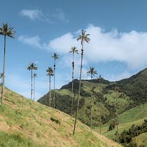 Mi proyecto del curso: Fotografía de viajes con smartphone para principiantes : Valle del Cocora. Mobile Photograph, Outdoor Photograph & Instagram Photograph project by jonathancaroc - 05.22.2023