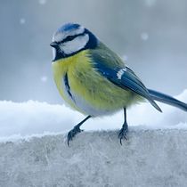 My project for course: Artistic Watercolor Techniques for Illustrating Birds. Traditional illustration, Watercolor Painting, Realistic Drawing, and Naturalistic Illustration project by Jo Morton - 06.05.2023