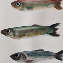 My project for course: Marine Universe Illustration in Watercolor Ein Projekt aus dem Bereich Traditionelle Illustration, Malerei, Aquarellmalerei und Naturalistische Illustration von bertineke - 09.06.2023