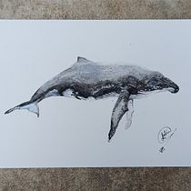 Mi proyecto del curso: Técnicas de ilustración naturalista: ballenas en acuarela. Un progetto di Belle arti, Pittura, Pittura ad acquerello e Illustrazione naturalistica di Antía Varela Muñiz - 09.06.2023