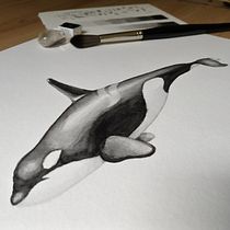 Mein Abschlussprojekt für den Kurs: Techniken der naturalistischen Illustration: Wale in Aquarell. Un progetto di Belle arti, Pittura, Pittura ad acquerello e Illustrazione naturalistica di Elisa Findenig - 10.06.2023