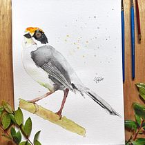 Mi proyecto del curso: Acuarela artística para ilustración de aves. Traditional illustration, Watercolor Painting, Realistic Drawing, and Naturalistic Illustration project by Juan Felipe Gallego - 06.10.2023