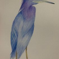 Mon projet du cours : Illustration naturaliste d'oiseaux à l'aquarelle. Ilustração tradicional, Pintura em aquarela, Desenho realista e Ilustração naturalista projeto de zemolano - 05.06.2023