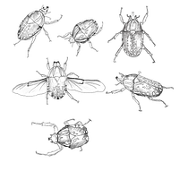 Mi proyecto del curso: Ilustración científica aplicada al diseño de patrones. Projekt z dziedziny Trad, c, jna ilustracja, Pattern design, Ilustracja c, frowa, Ilustracja naturalist i czna użytkownika Estíbaliz Bazán Martín - 13.06.2023