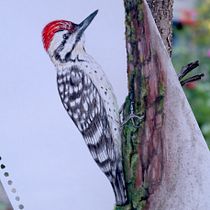 Mi proyecto del curso: Ilustración naturalista de aves con acuarela. Ilustração tradicional, Pintura em aquarela, Desenho realista e Ilustração naturalista projeto de Miriam JT - 14.06.2023