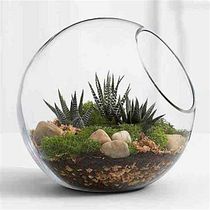Mi proyecto del curso: Arte vegetal: crea tu propio terrario abierto. Interior Design, L, scape Architecture, Decoration, DIY, Floral, and Plant Design project by Sergio Garcia Fernandez - 04.05.2023