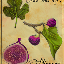 Mi proyecto del curso: Ilustración botánica: del cuaderno a la lámina Ein Projekt aus dem Bereich Traditionelle Illustration, Skizzenentwurf, Zeichnung, Botanische Illustration, Sketchbook und Illustration mit Tinte von Carlos Adrián De La Paz Almaraz - 16.06.2023