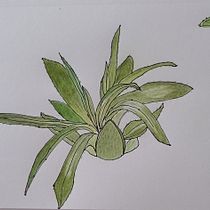 My first attempt at sketching a plant. Ilustração tradicional, Esboçado, Desenho, Pintura em aquarela, Ilustração botânica, e Sketchbook projeto de Damawi Summer - 16.06.2023