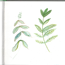My project for course: Botanical Illustration with Watercolors. Traditional illustration, Fine Arts, Painting, Drawing, Watercolor Painting, and Botanical Illustration project by Vanessa Wagner - 06.19.2023