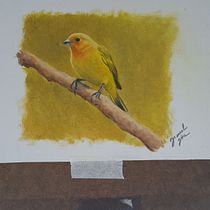 Meu projeto do curso: Pintura a óleo clássica para retratos naturalistas de pássaros. Fine Arts, Painting, Oil Painting, and Naturalistic Illustration project by Jesuel Jóia - 05.18.2023