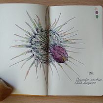 Mi proyecto del curso: Cuaderno botánico en acuarela. Projekt z dziedziny Trad, c, jna ilustracja, Malowanie akwarelą, R, sunek botaniczn i Sketchbook użytkownika Mayte Sánchez Sempere - 22.06.2023
